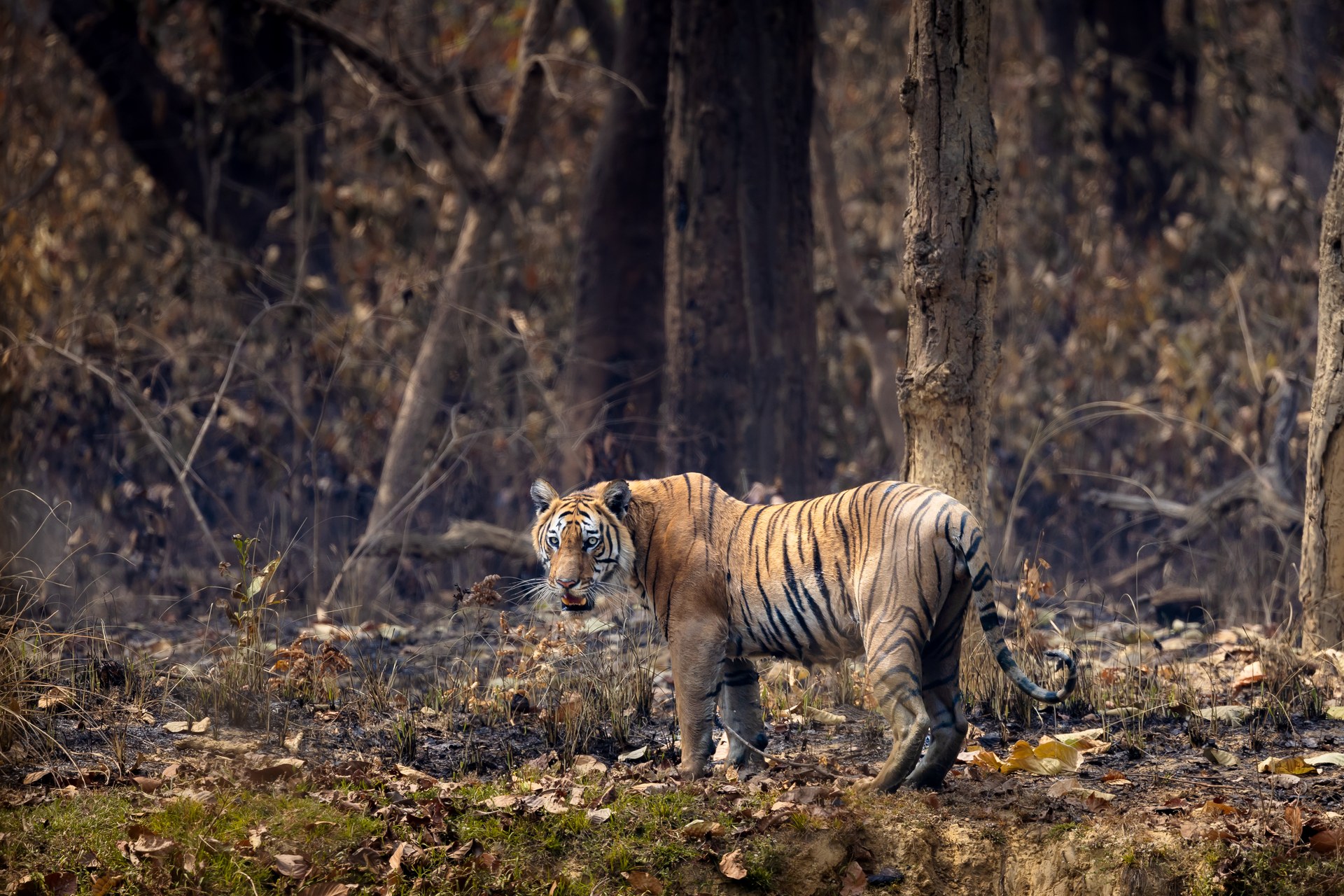 Learn more about Nepal Doubles Its Tigers