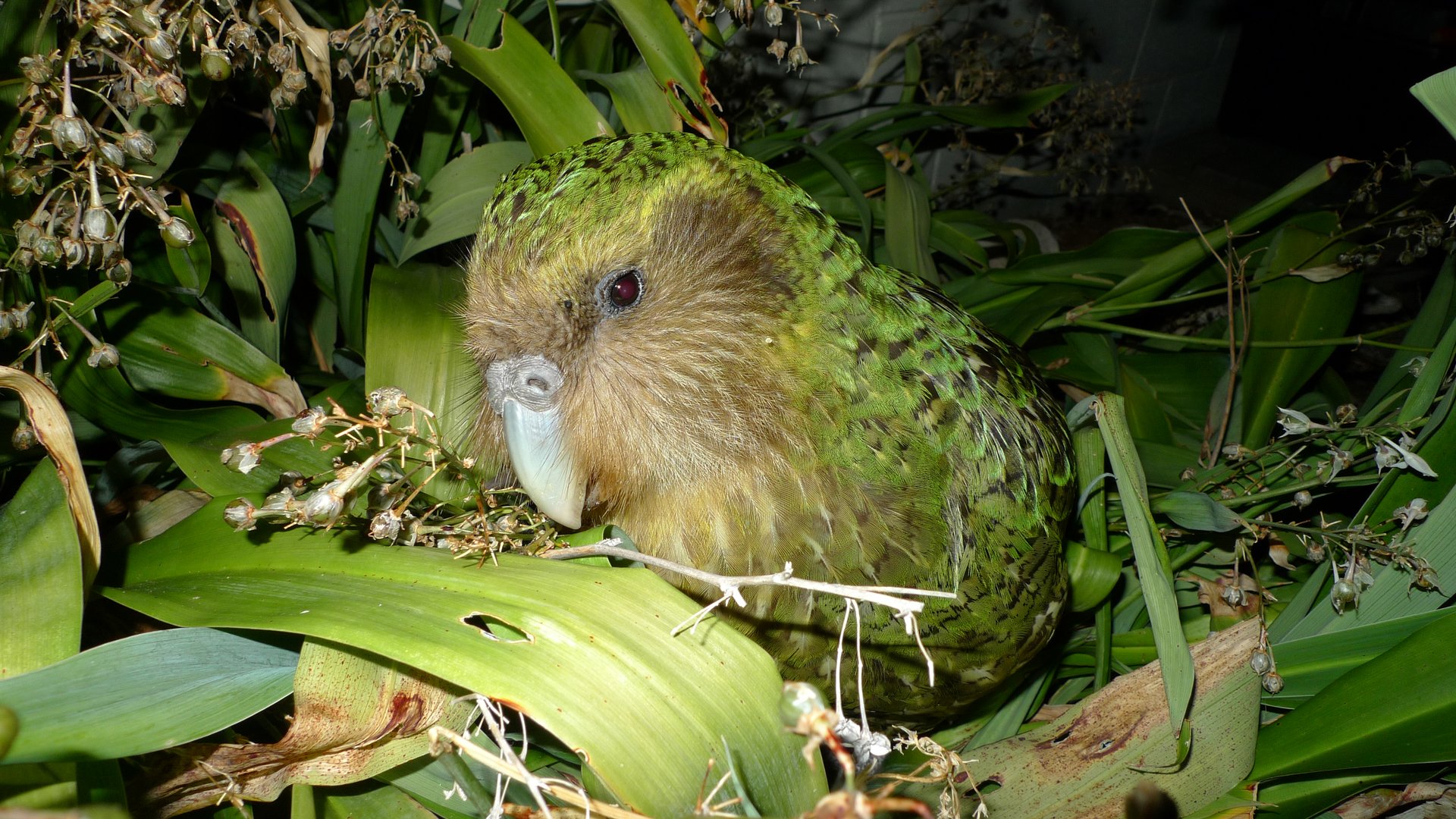 Get involved with Kākāpō Recovery