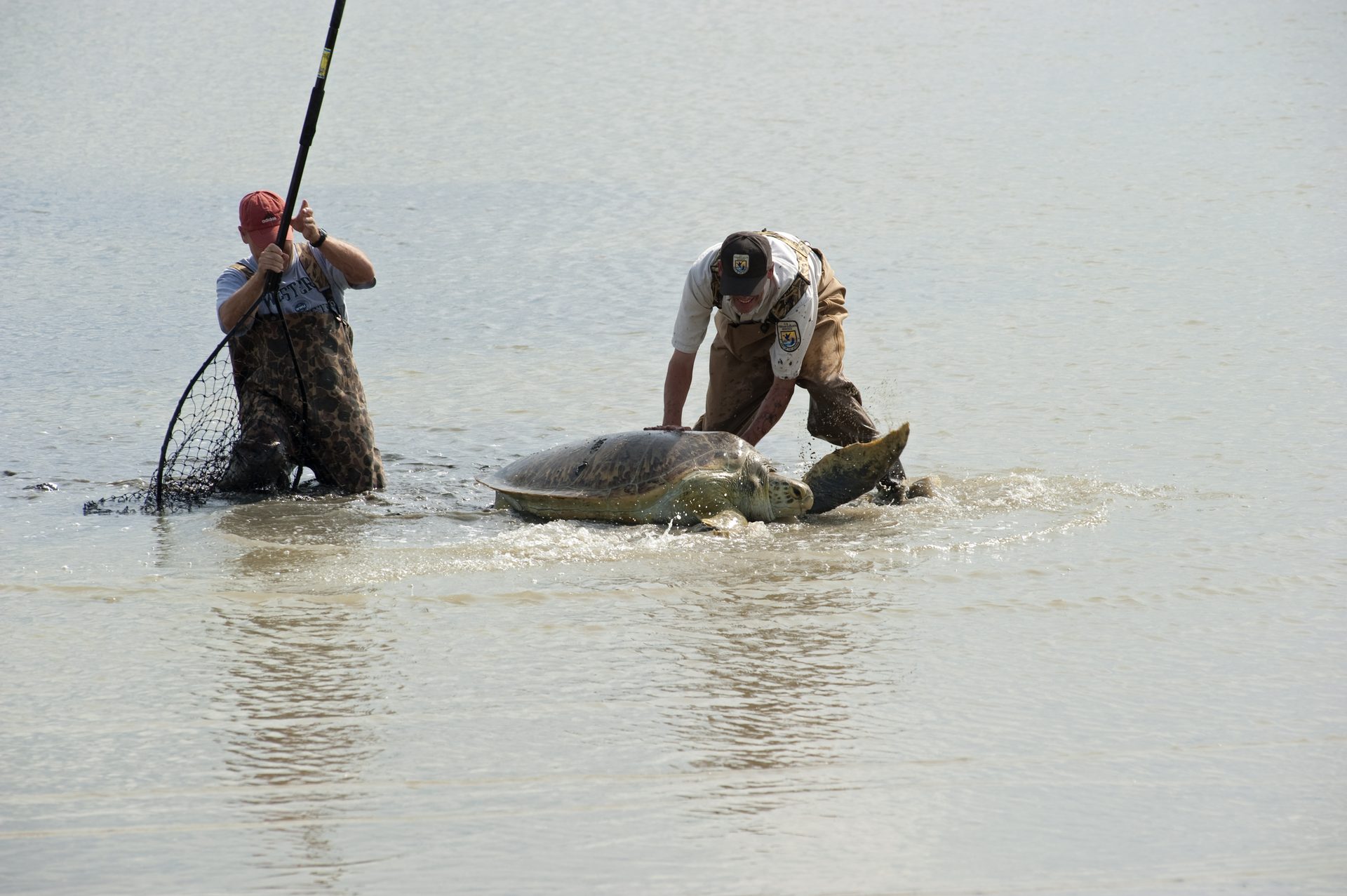 A rescued loggerhead sea turtle being released at Merritt Island National Wildlife Refuge in Florida