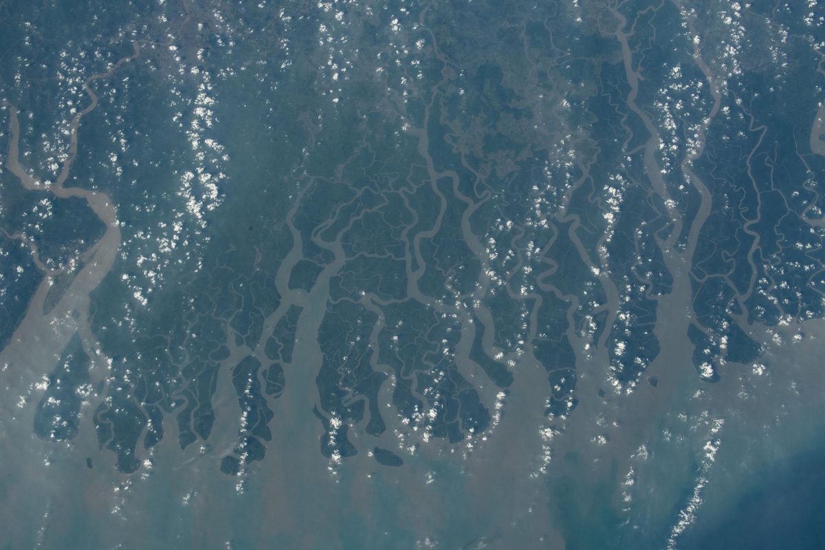 Learn more about Mangrove Forests