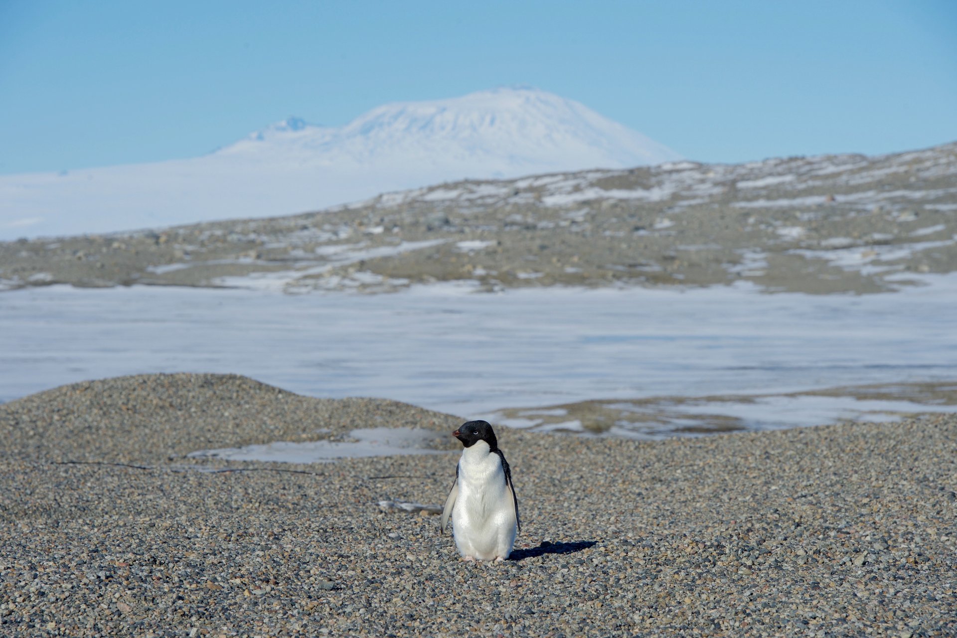 Learn more about Ross Sea Region Marine Protected Area