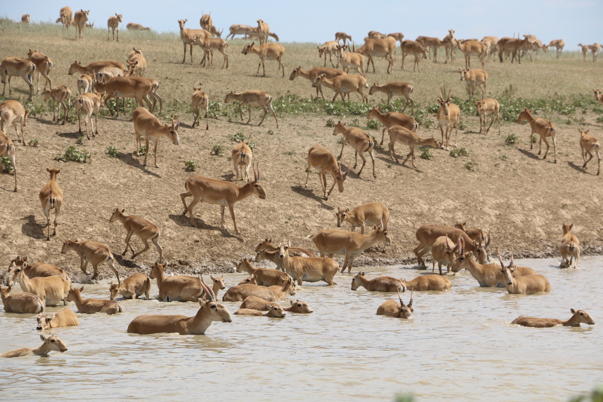 Learn more about Saiga Recovery on the Kazakh Steppe (Altyn Dala)