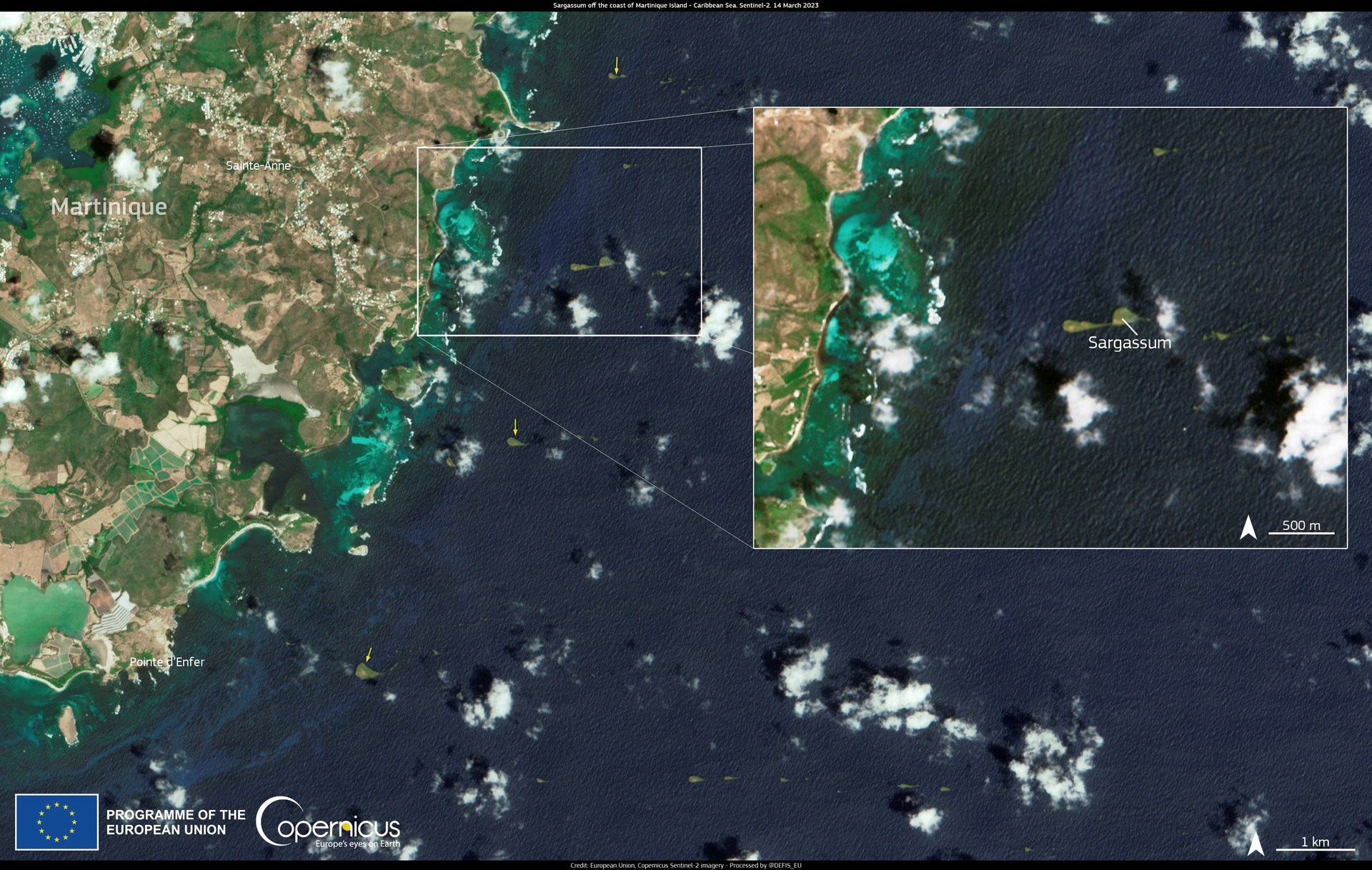 Learn more about Sargassum Watch System (USF)