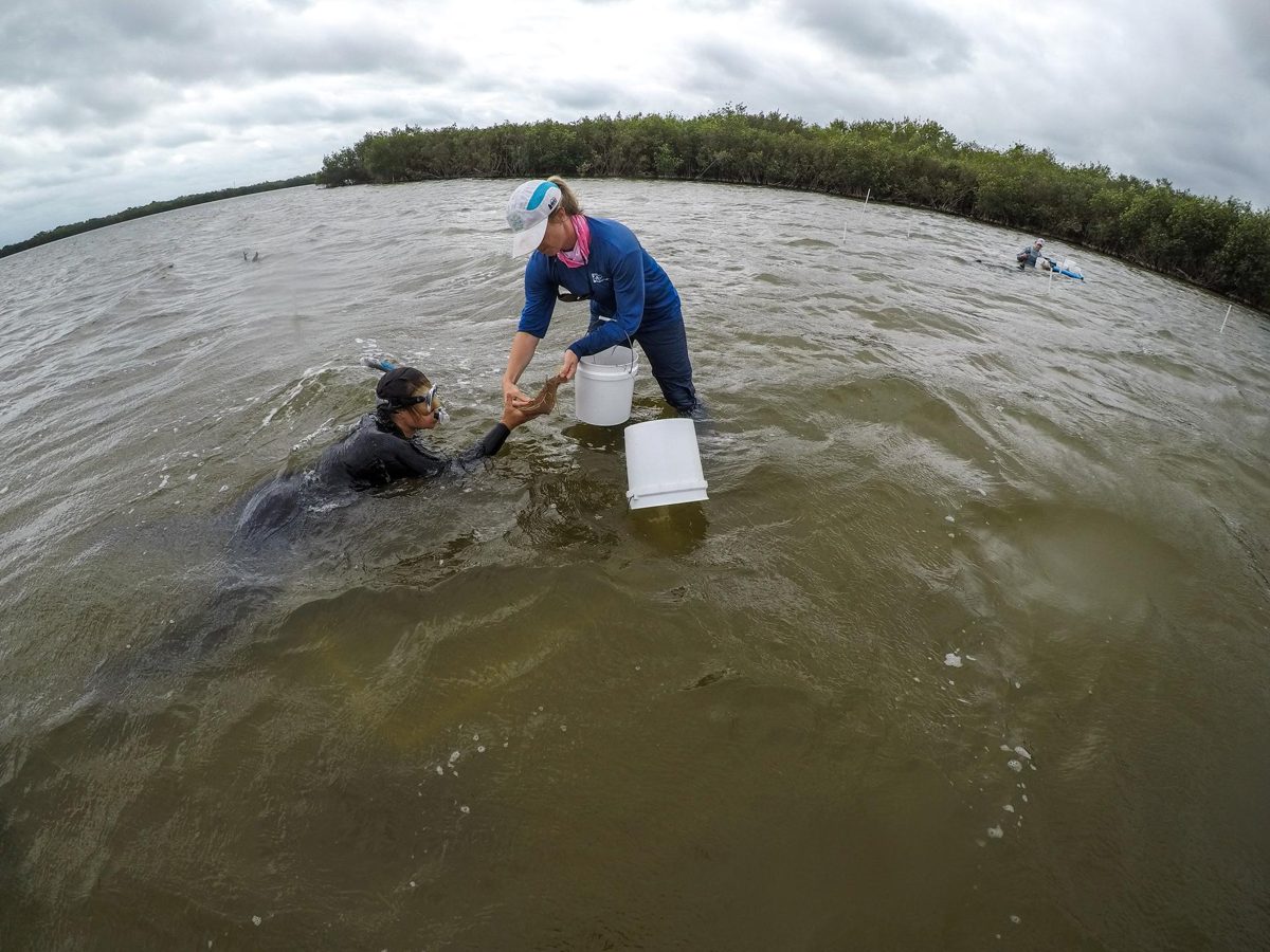 Learn more about Project Seagrass