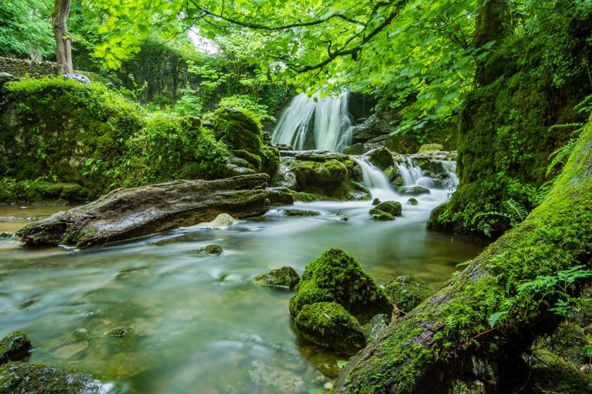 Clear forest river