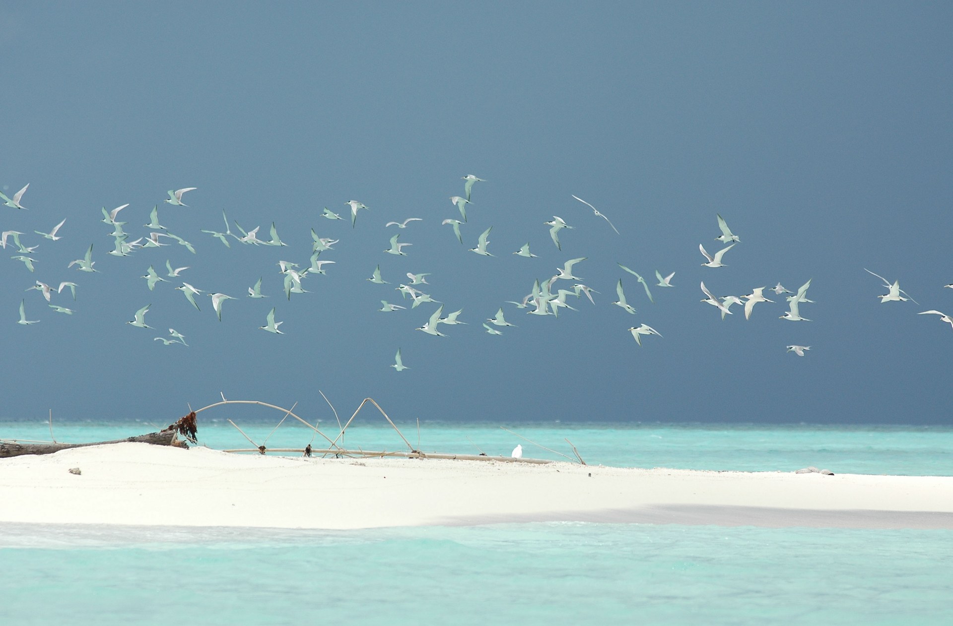 Learn more about Tubbataha Reefs Natural Park