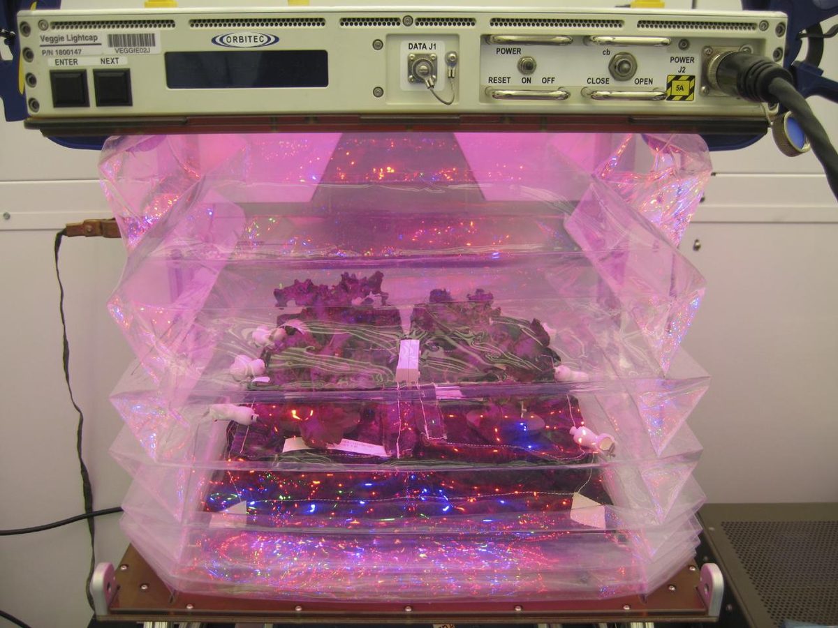 Learn more about Veggie Space Garden (NASA)